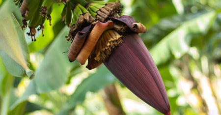 Banana Flower Extract